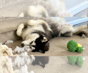 Norma - Female Siberian Husky Dog for Adoption - Photo #3