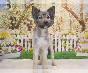 Keeshond-Unknown Mix Dogs for adoption in Oroville, CA, USA