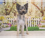 Small Keeshond Mix