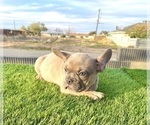 Small #12 French Bulldog