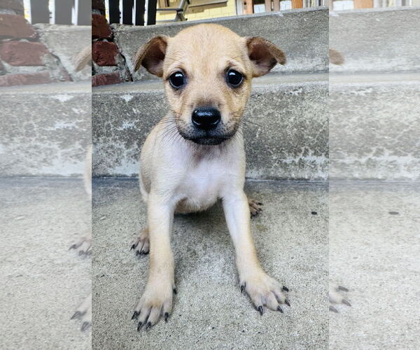 Medium Photo #3 Chihuahua-Unknown Mix Puppy For Sale in Marina Del Rey, CA, USA