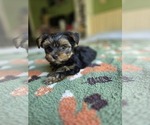 Small Photo #39 Yorkshire Terrier Puppy For Sale in RHOADESVILLE, VA, USA