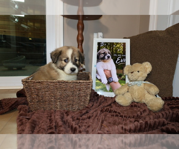 Medium Photo #2 Aussie Pyrenees Puppy For Sale in LEXINGTON, SC, USA