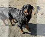 Small Photo #5 Rottweiler Puppy For Sale in Riverside, CA, USA