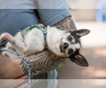 Small #1 Chihuahua Mix