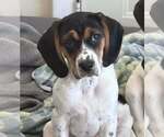 Small #10 Beagle Mix