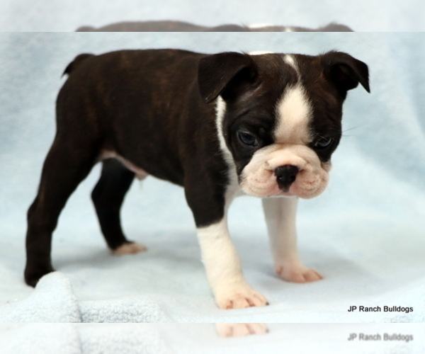 Medium Photo #28 Boston Terrier Puppy For Sale in WINNSBORO, TX, USA