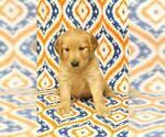 Small Photo #5 Golden Retriever Puppy For Sale in HAVILAND, OH, USA