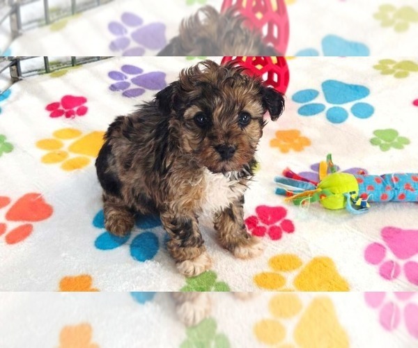 Medium Photo #2 Yorkipoo Puppy For Sale in ORO VALLEY, AZ, USA