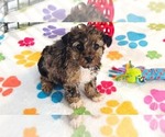 Small #1 Yorkipoo