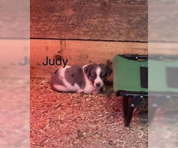 Medium Photo #1 Mutt Puppy For Sale in Mooresville, NC, USA