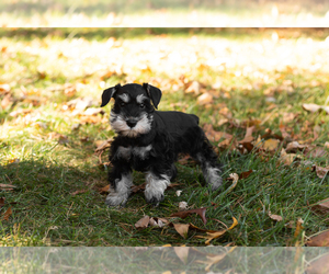 Schnauzer (Miniature) Puppy for sale in NAPPANEE, IN, USA