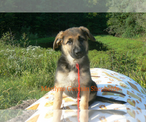 German Shepherd Dog Puppy for Sale in PIEDMONT, Missouri USA
