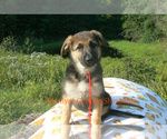 Image preview for Ad Listing. Nickname: Campfire Nights
