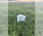 Small #4 Maltese