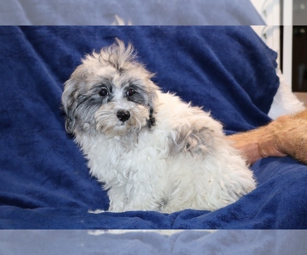 Medium Photo #14 ShihPoo Puppy For Sale in DYERSBURG, TN, USA