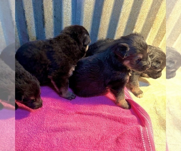 Medium Photo #21 German Shepherd Dog Puppy For Sale in BRIGHTON, CO, USA