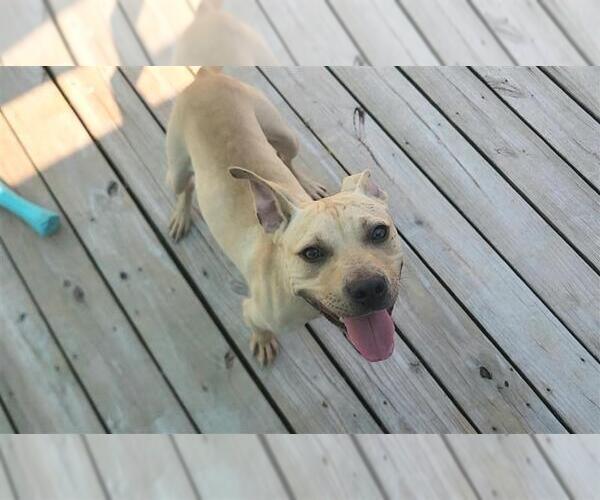 Medium Photo #3 American Pit Bull Terrier Puppy For Sale in Murfreesboro, NC, USA