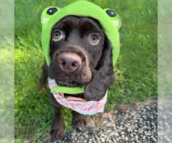 Medium Photo #2 Cocker Spaniel Puppy For Sale in Arlington, VA, USA