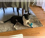 Small #5 American Pit Bull Terrier Mix