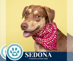 Small #4 Labrador Retriever Mix