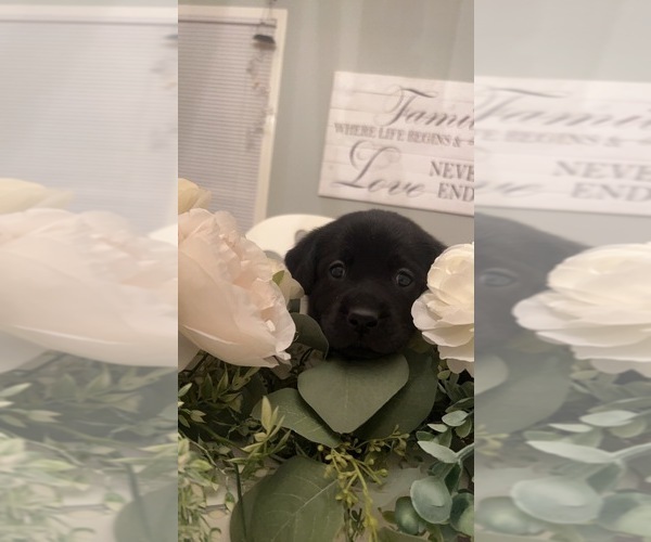 Medium Photo #1 Labrador Retriever Puppy For Sale in BRYANTOWN, MD, USA