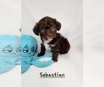 Puppy Pup3 Sebastian Poodle (Toy)-Yorkshire Terrier Mix