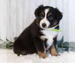Small Photo #3 Miniature Australian Shepherd Puppy For Sale in REBERSBURG, PA, USA