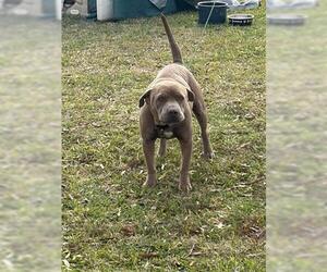 Mutt Dogs for adoption in Houston, TX, USA