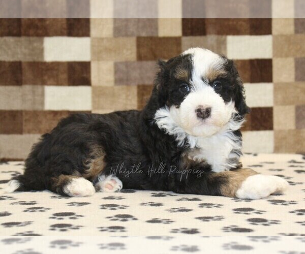 Medium Photo #2 Bernedoodle (Miniature) Puppy For Sale in DENVER, PA, USA