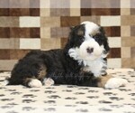 Small #1 Bernedoodle (Miniature)