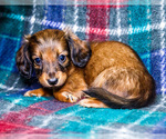 Small #11 Dachshund