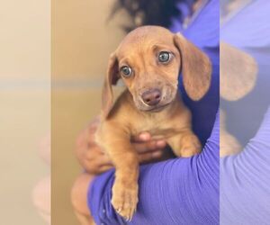 Dachshund Puppy for sale in HAYWARD, CA, USA
