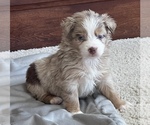 Small Photo #12 Miniature Australian Shepherd Puppy For Sale in ARDMORE, OK, USA