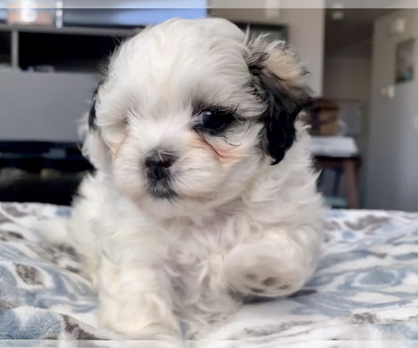 Medium Photo #6 Zuchon Puppy For Sale in GALENA, NV, USA