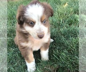 Australian Shepherd Puppy for sale in HAVEN, KS, USA