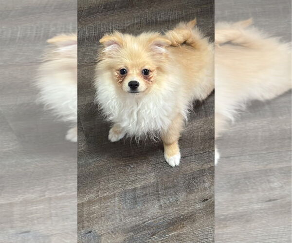 Medium Photo #2 Pomeranian Puppy For Sale in Sioux Falls, SD, USA