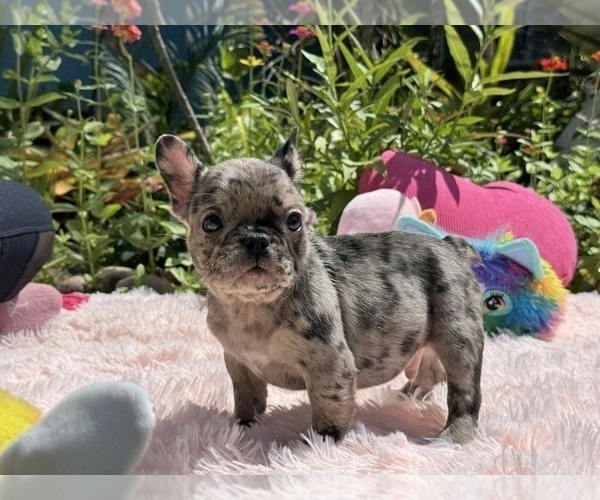 Medium Photo #25 French Bulldog Puppy For Sale in LEHIGH ACRES, FL, USA