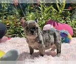 Small #24 French Bulldog