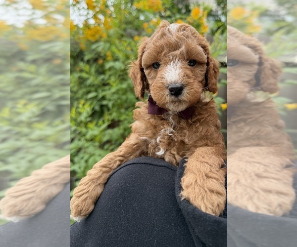 Medium Photo #1 Goldendoodle (Miniature) Puppy For Sale in MANTECA, CA, USA