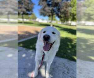 Great Pyrenees Dogs for adoption in Bountiful, UT, USA