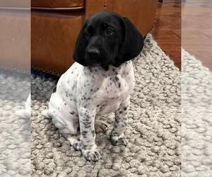German Shorthaired Pointer Puppy for sale in NEW ULM, MN, USA