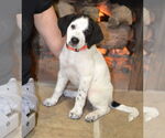 Small #2 Great Pyrenees-Pointer Mix