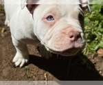Small #6 American Bully