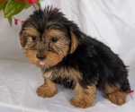 Small #5 Yorkshire Terrier