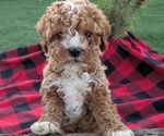 Puppy Snoopy Cavapoo-Poodle (Toy) Mix