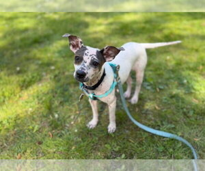 Bijou - Female Chihuahua-Unknown Mix Dog for Adoption - Photo #12