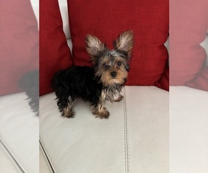 Yorkshire Terrier Puppy for sale in CLEWISTON, FL, USA