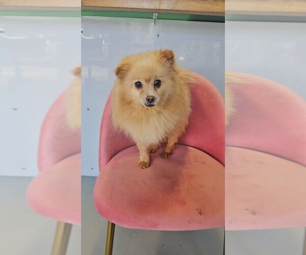 Medium Photo #3 Pomeranian Puppy For Sale in Studio City, CA, USA