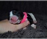 Small Photo #11 English Springer Spaniel Puppy For Sale in LITCHFIELD, MN, USA